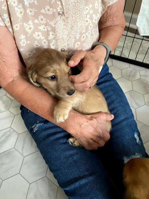 New Puppies. Share NOW. #puppies #dachshunds #baby puppies #eclecticredbarn